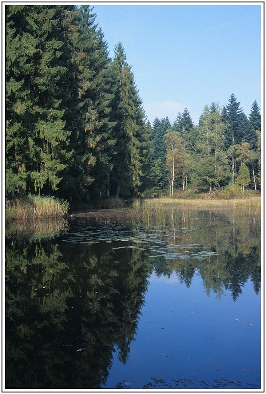 lac et massif de sapins.jpg